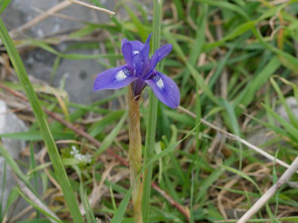<h3><a href="/trips/kreta/biota/plantae/tracheophyta/liliopsida/asparagales/iridaceae/moraea sisyrinchium/moraea sisyrinchium-nl.html">Moraea&nbsp;sisyrinchium</a> / Barbary&nbsp;nut&nbsp;iris / Barbarijse&nbsp;kustiris</h3>OM-1 met OLYMPUS M.150-400mm F4.5, 1/500 sec  bij F8.0, ISO 2000, afstand 1.725&nbsp;m